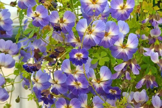 Blue Nasturtium Flower Seeds for Planting - 100 pcs