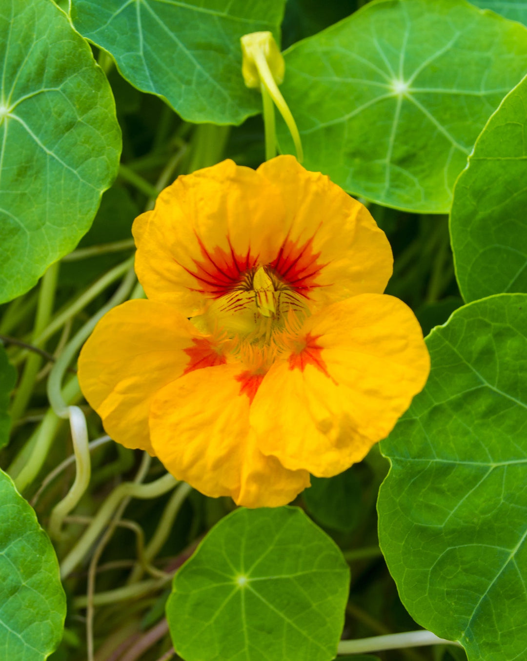 nasturtium creeper flower seeds