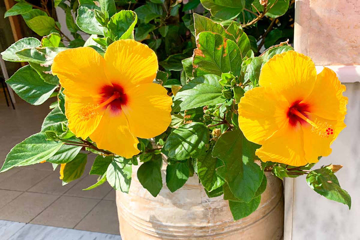 Gule Hibiscus Blomsterfrø til Plantning, Lyse Blomster, 100 stk