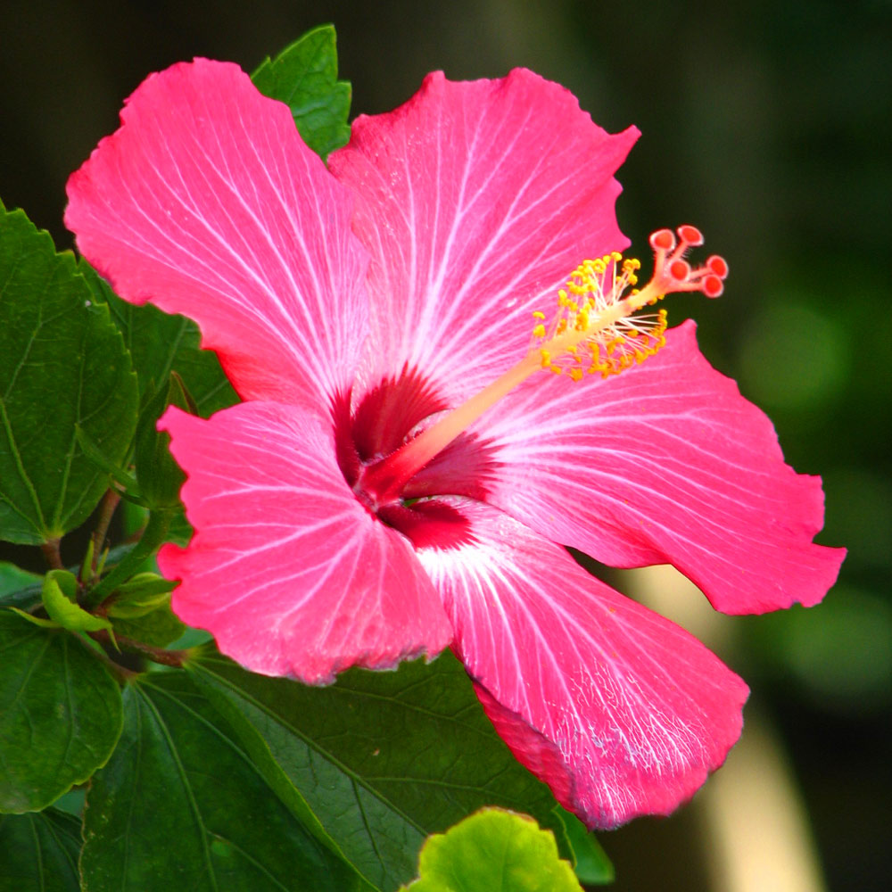 pink hibiscus flower seeds Heirloom Non-GMO Thick Pink Hibiscus Flower Seeds – Lush Tropical Blooms for Garden Planting