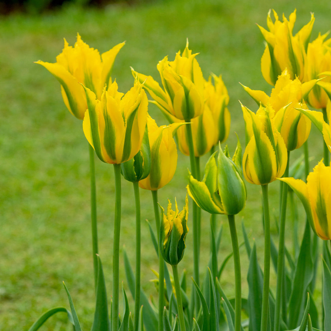 Gulgrønne tulipanblomsterfrø til udplantning - 20 stk