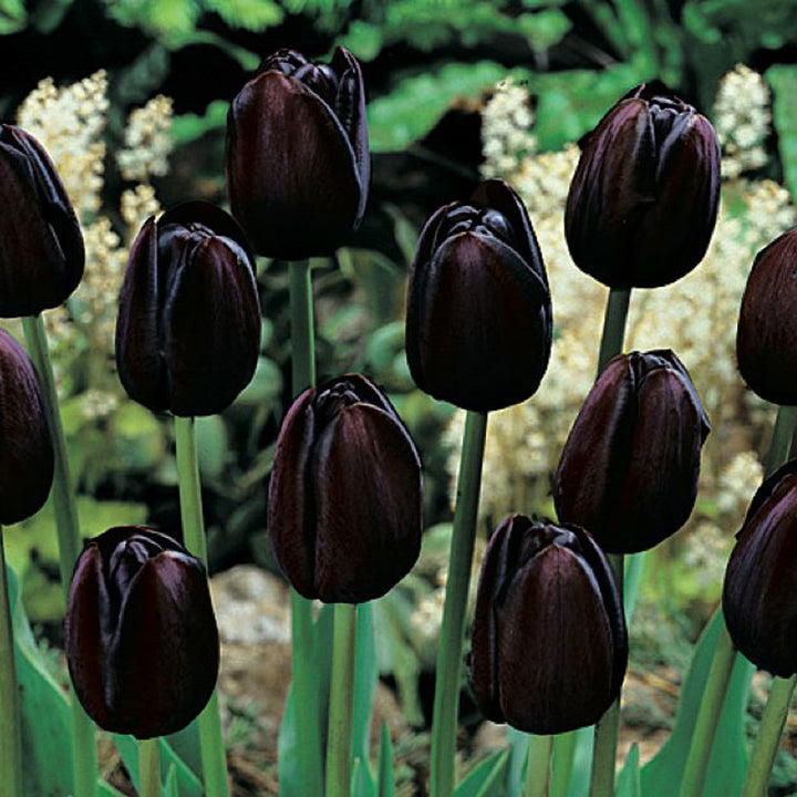 Black Tulip Flower Seeds for Planting – Heirloom, Non-GMO, High Germination Unique Dark Blooms
