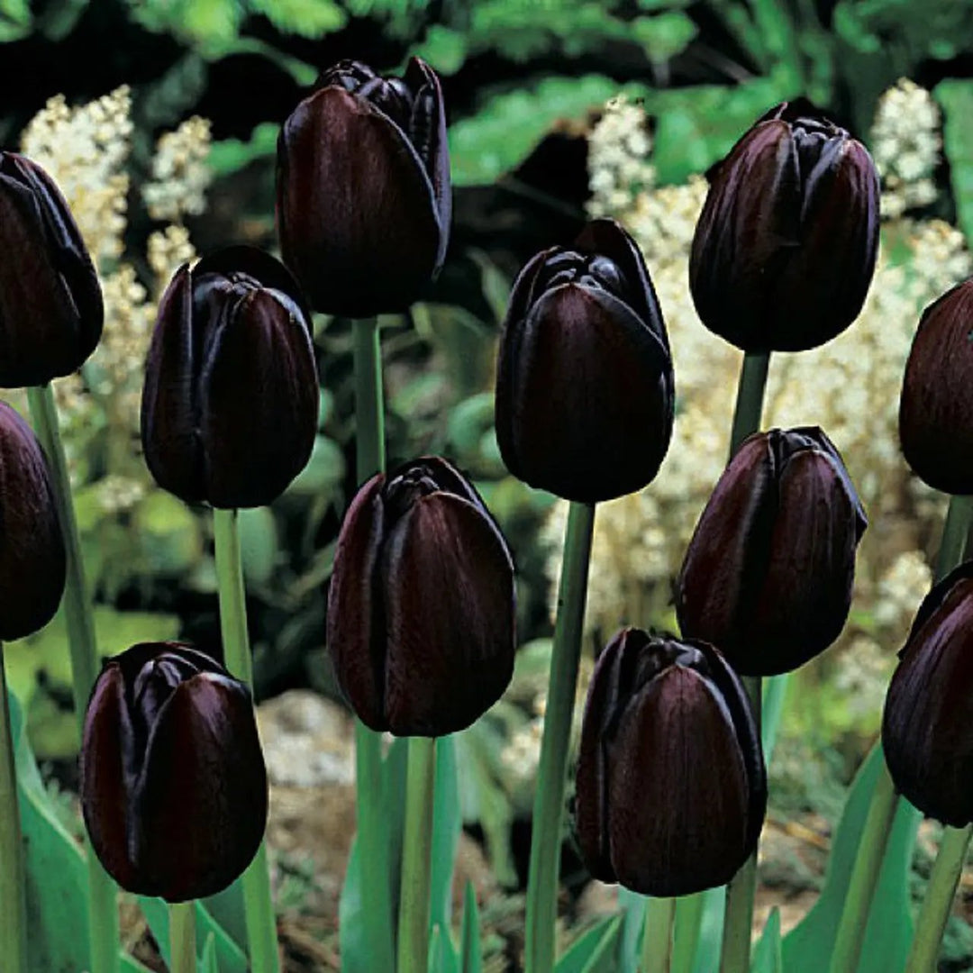 black tulip flower seeds