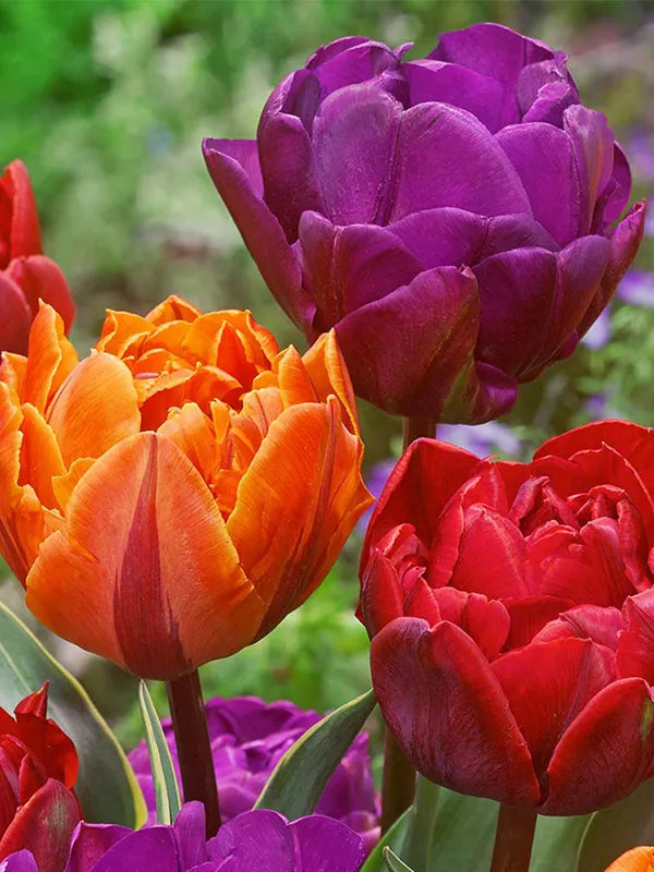 Orange Purple Tulip Flower Seeds - 100 pcs