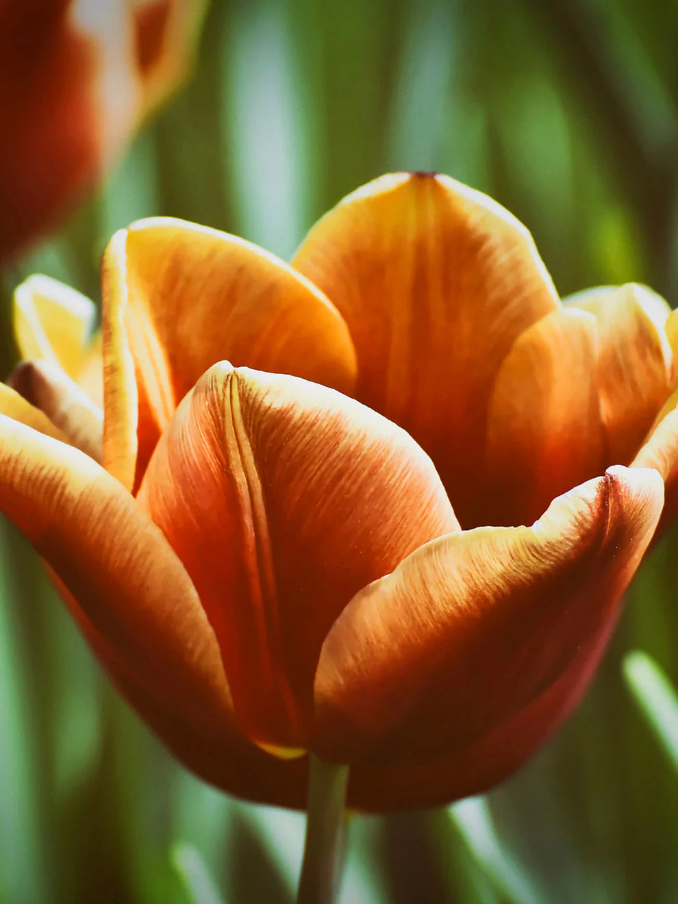 Brown Tulip Flower Seeds - 100 pcs