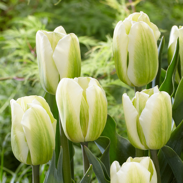 Tulip Flower Seeds Green White for Planting 100 pcs