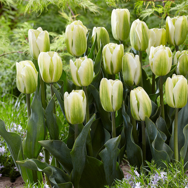 Tulipan Blomsterfrø Grøn Hvid til udplantning 100 stk