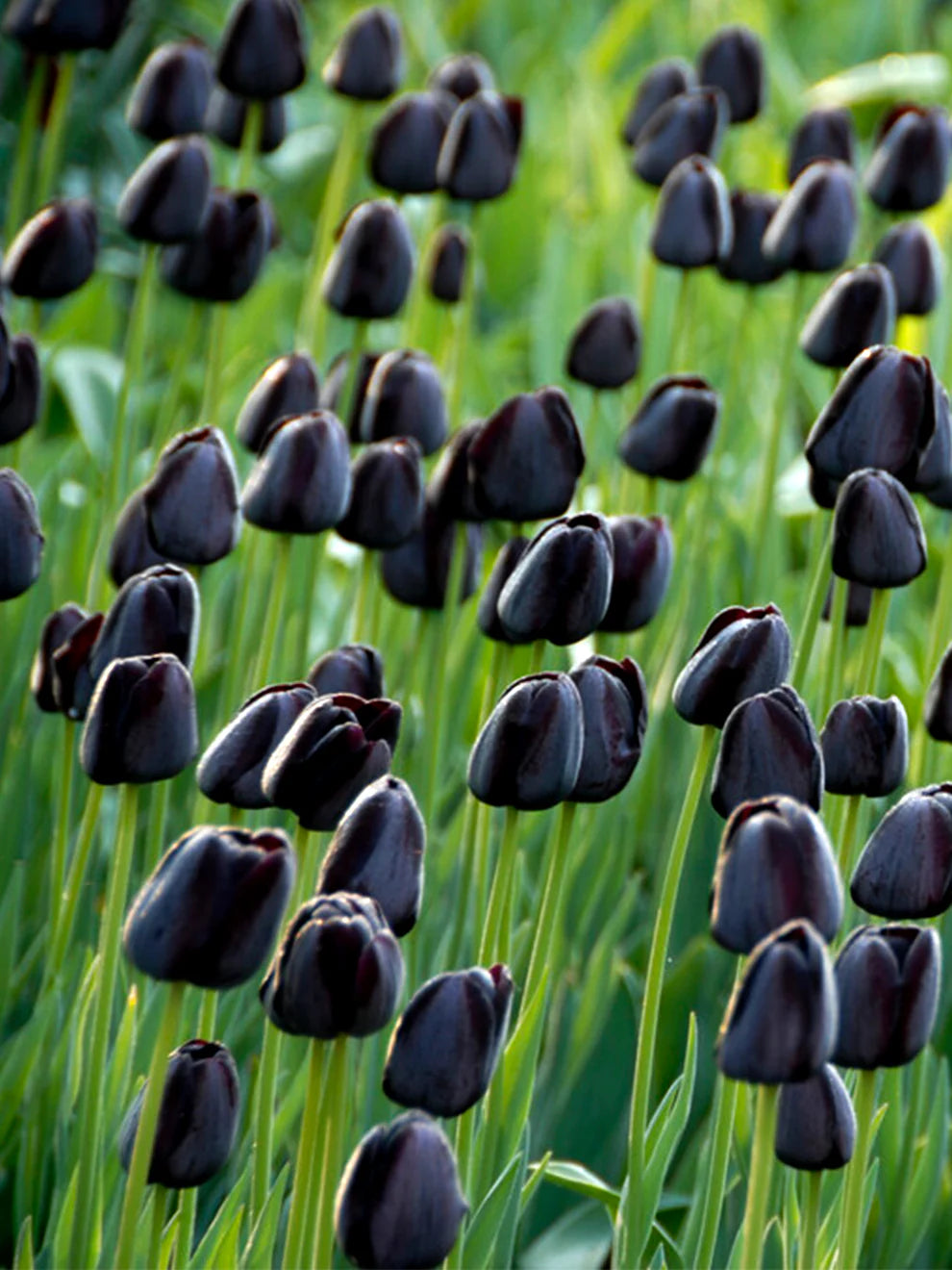 Nattens dronning tulipanblomsterfrø til plantning, elegante mørke tulipaner