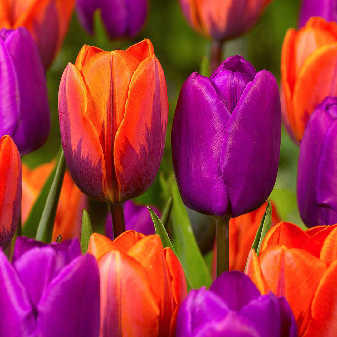 Orange Purple Tulip Flower Seeds - 100 pcs