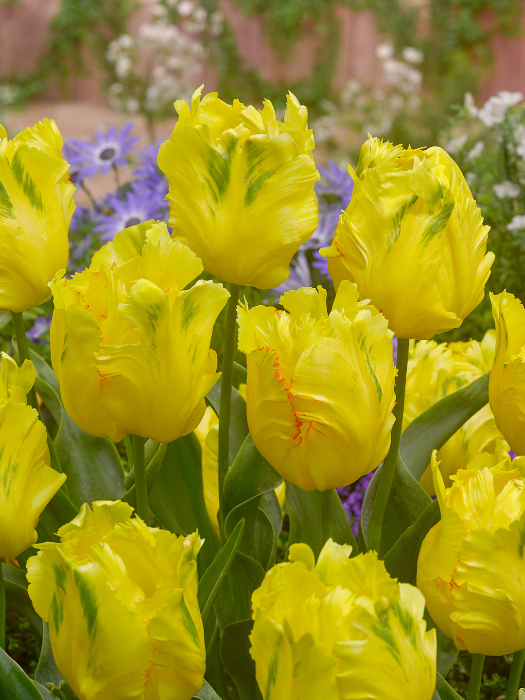 Gulgrønne tulipanblomsterfrø til udplantning - 20 stk