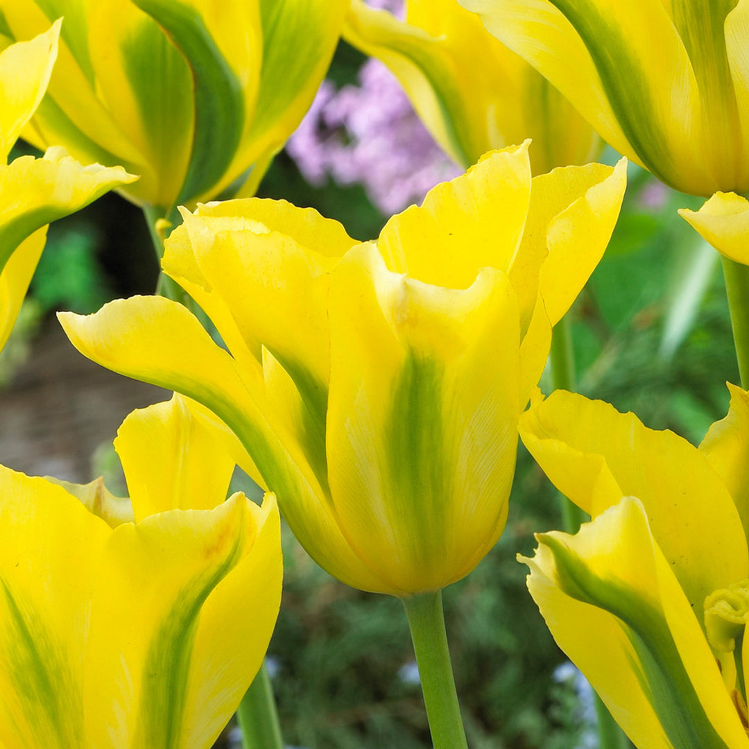 Gulgrønne tulipanblomsterfrø til udplantning - 20 stk