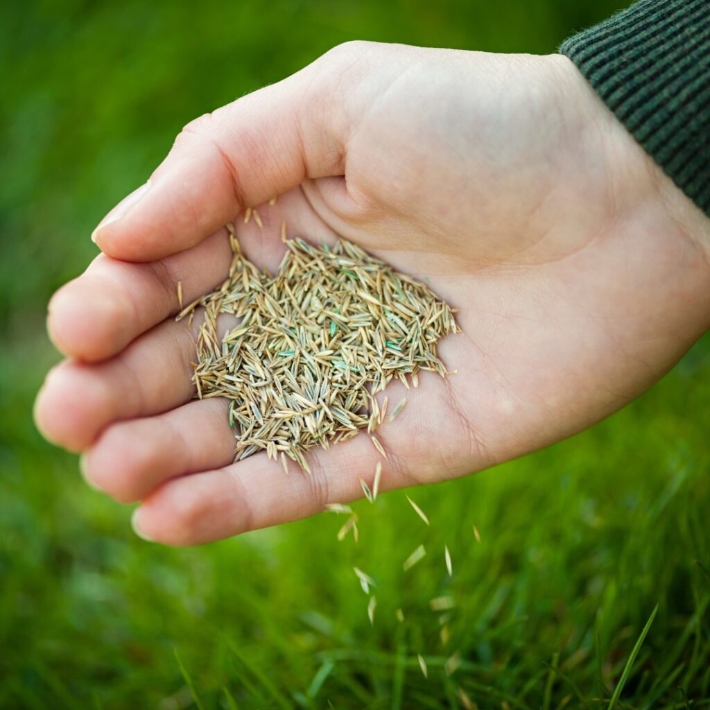 green turf flower seeds