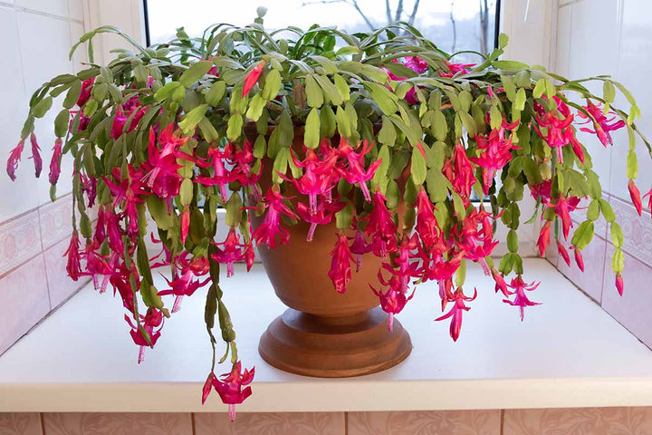 Heirloom Non-GMO Schlumbergera Flower Seeds for Planting – Ideal for Balcony Pots, High Germination Organic Seeds