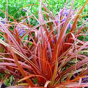 Uncinia egmontiana Seeds for Planting – Rare Ornamental Grass, Perennial Landscaping Seeds, Non-GMO