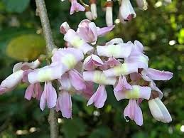 Gliricidia Maculata Madre de Cacao Seeds for Planting – Heirloom, Non-GMO Fast-Growing Tree Seeds