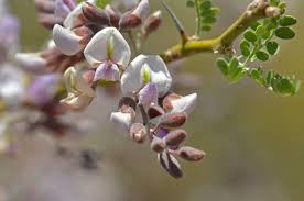 Desert Ironwood Tree Seeds for Planting – Heirloom, Non-GMO, High Germination Drought-Tolerant Tree Seeds