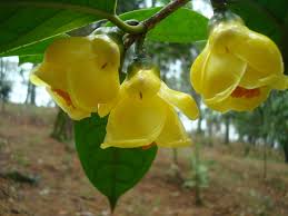 Golden Camellia Flower Seeds for Planting – Heirloom, Non-GMO Rare Blooming Garden Seeds
