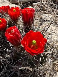 Claret Cup Hedgehog Cactus Seeds for Planting – Heirloom, Non-GMO Succulent Seeds for Unique Desert Gardens