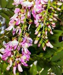 Gliricidia Sepium Tree Seeds for Planting – Heirloom, Non-GMO High Germination Garden Seeds