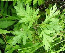 Artemisia Argyi Planting Seeds – Heirloom, Non-GMO, High Germination Medicinal & Aromatic Herb Seeds