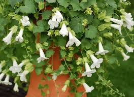 Maurandya White Lophospermum Flower Seeds for Planting – Heirloom, Non-GMO, High Germination Climbing Blooms for Trellises & Hanging Baskets