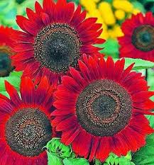 Dark Red Sunflower Seeds for Planting – Heirloom, Non-GMO, High Germination Seeds for Bold Blooms & Pollinator-Friendly Gardens