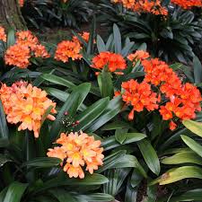 Mixed Clivia Planting Seeds – Heirloom, Non-GMO, High Germination Vibrant Flower Seeds for Indoor & Outdoor Gardens
