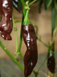 Heirloom Non-GMO Thick Brown Chili Seeds for Home Garden Planting