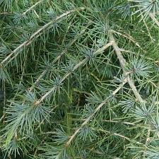 Grow majestic Himalayan Cedars with Cedrus Deodara tree seeds – heirloom, non-GMO, and perfect for large landscapes and evergreen gardens.
