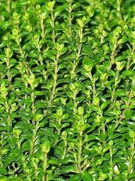 Common Thyme Herb Seeds for Planting – Heirloom, Non-GMO Culinary & Medicinal Garden Essential