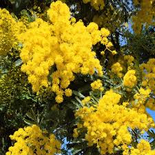 Yellow Acacia Perennial Flower Seeds for Planting – Heirloom, Non-GMO, High Germination Seeds for Drought-Tolerant Garden Blooms