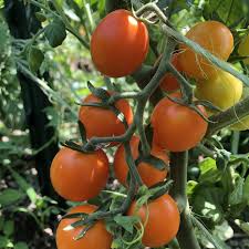 Sweet Tomato Seeds for Planting – Heirloom, Non-GMO, High Germination, Organic Garden Seeds