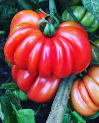 Zapotec Heirloom Non-GMO Vegetable Tomato Seeds for Planting