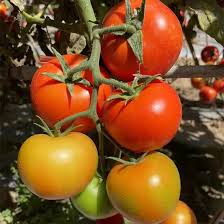 Yellow Red Tomato Heirloom Non-GMO Vegetable Seeds for Sweet & Tangy Flavor