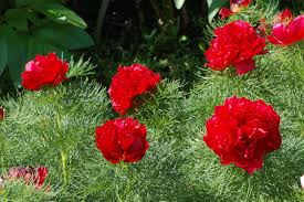 Double Flowering Fernleaf Peony Seeds for Planting – Heirloom, Non-GMO, High Germination Fragrant Blooms for Spring Gardens