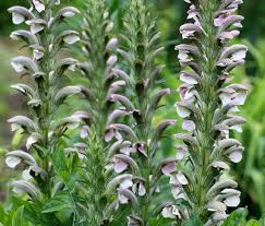 Peperomia Pellucida Rau Cang Cua Seeds for Planting – Heirloom, Non-GMO Edible & Medicinal Herb Seeds