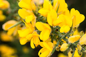 Gorse (Ulex Europaeus) Seeds for Planting – Heirloom, Non-GMO Flowering Shrub Seeds