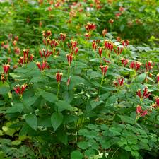 Coral Bean Plant Seeds for Planting – Heirloom, Non-GMO, High Germination Ornamental Flowering Shrub Seeds for Tropical Gardens