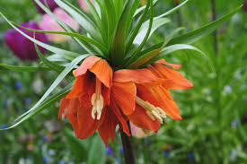 Red Crown Imperial Fritillaria Flower Seeds for Planting – Heirloom, Non-GMO, High Germination Tall Spring Blooms for Garden Displays