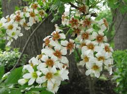 Yellowhorn Xanthoceras Sorbifolium Seeds for Planting – Heirloom, Non-GMO Flowering Tree Seeds