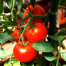 Heirloom Non-GMO Classic Red Tomato Vegetable Seeds for Home Garden Planting