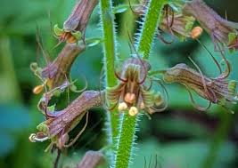 Piggyback Plant Flower Seeds for Planting – Heirloom, Non-GMO Shade-Loving Perennial Seeds