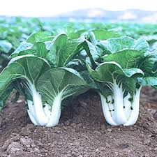 Heirloom Non-GMO White Stem Bok Choy Vegetable Seeds for Home Garden Planting