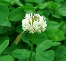 rish Clover Shamrock Flower Seeds for Planting – Heirloom, Non-GMO, High Germination Lucky Blooms for Pots, Borders & Ground Cover