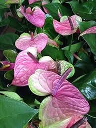 Anthurium Pink Sky Blue Flower Seeds for Planting – Heirloom & Non-GMO Tropical Garden Seeds