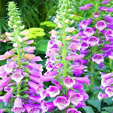 Pink Climbing Foxglove Flower Seeds for Planting – Heirloom, Non-GMO Tall Blooming Garden Seeds