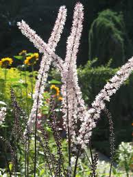 Black Cohosh Plant Seeds for Planting – Heirloom, Non-GMO Medicinal Herb Seeds