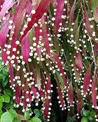 Red Mistletoe Cactus Rhipsalis Seeds for Planting – Heirloom, Non-GMO, High Germination Succulent Seeds for Hanging Pots & Indoor Gardens