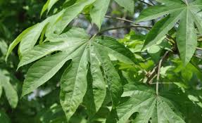 Kalopanax Septemlobus Seeds for Planting – Heirloom, Non-GMO Aralia with High Germination Rate