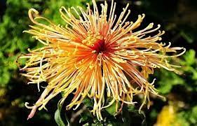 Japan Spider Chrysanthemum Flower Seeds for Planting – Heirloom, Non-GMO Garden Seeds